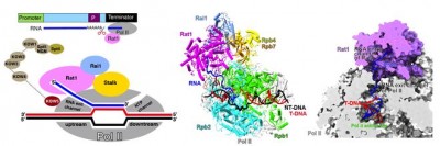 上海科学家在基因转录终止机制研究中取得进展，成果登Nature杂志